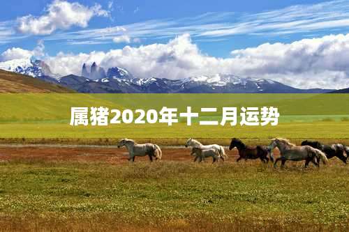 属猪2020年十二月运势