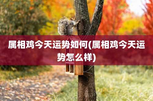 属相鸡今天运势如何(属相鸡今天运势怎么样)