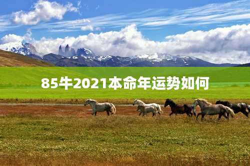 85牛2021本命年运势如何