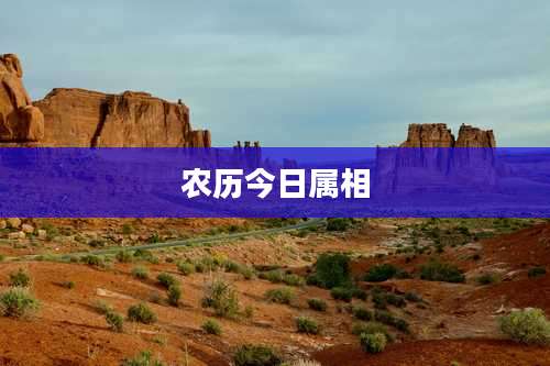农历今日属相