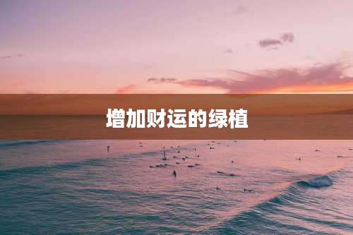 增加财运的绿植