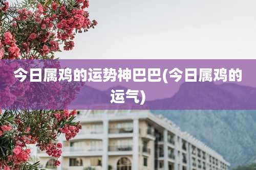 今日属鸡的运势神巴巴(今日属鸡的运气)