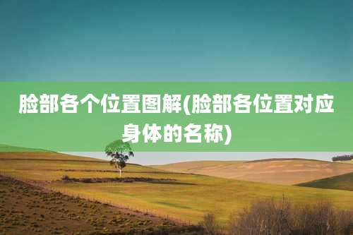 脸部各个位置图解(脸部各位置对应身体的名称)