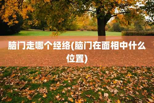 脑门走哪个经络(脑门在面相中什么位置)