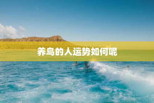 养鸟的人运势如何呢