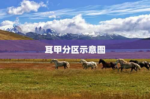 耳甲分区示意图