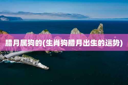 腊月属狗的(生肖狗腊月出生的运势)