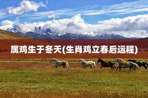 属鸡生于冬天(生肖鸡立春后运程)