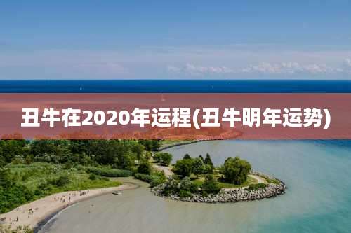 丑牛在2020年运程(丑牛明年运势)