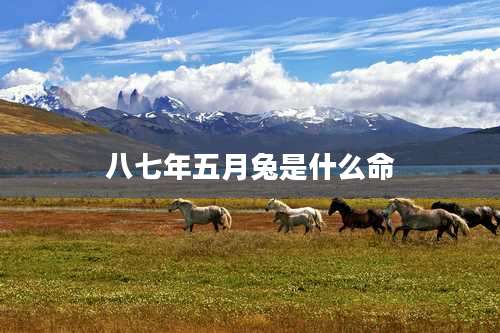 八七年五月兔是什么命