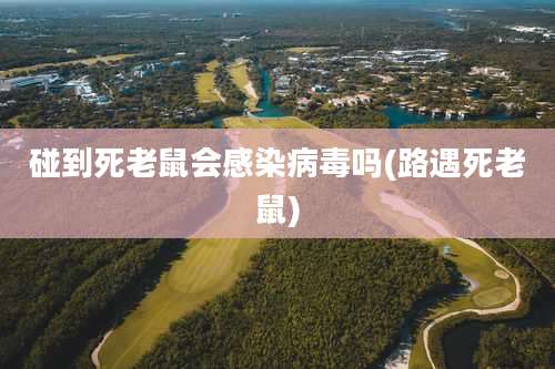 碰到死老鼠会感染病毒吗(路遇死老鼠)