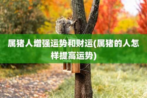 属猪人增强运势和财运(属猪的人怎样提高运势)