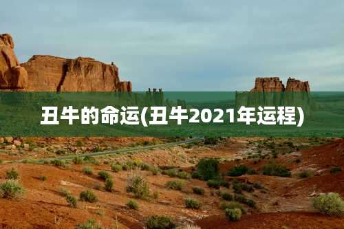 丑牛的命运(丑牛2021年运程)