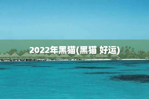 2022年黑猫(黑猫 好运)