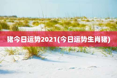 猪今日运势2021(今日运势生肖猪)