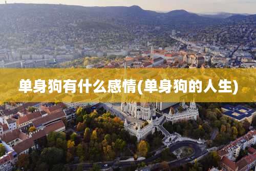 单身狗有什么感情(单身狗的人生)