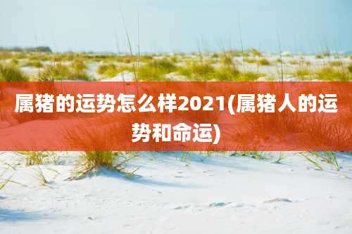 属猪的运势怎么样2021(属猪人的运势和命运)