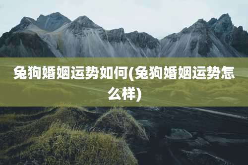 兔狗婚姻运势如何(兔狗婚姻运势怎么样)