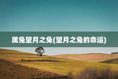 属兔望月之兔(望月之兔的命运)