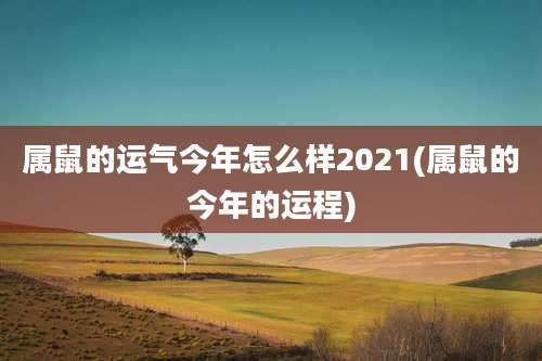 属鼠的运气今年怎么样2021(属鼠的今年的运程)