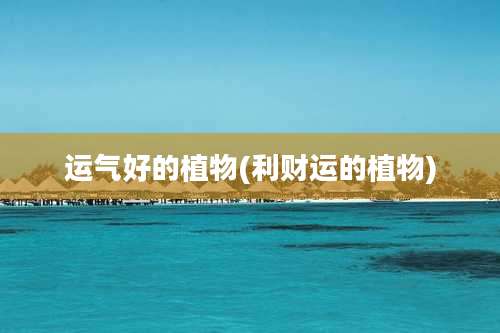 运气好的植物(利财运的植物)