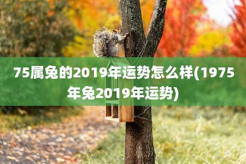 75属兔的2019年运势怎么样(1975年兔2019年运势)