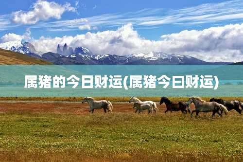 属猪的今日财运(属猪今曰财运)