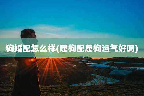 狗婚配怎么样(属狗配属狗运气好吗)