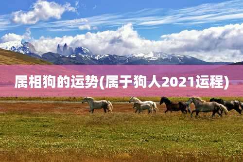 属相狗的运势(属于狗人2021运程)