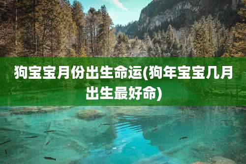 狗宝宝月份出生命运(狗年宝宝几月出生最好命)