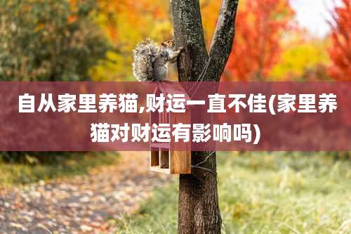 自从家里养猫,财运一直不佳(家里养猫对财运有影响吗)