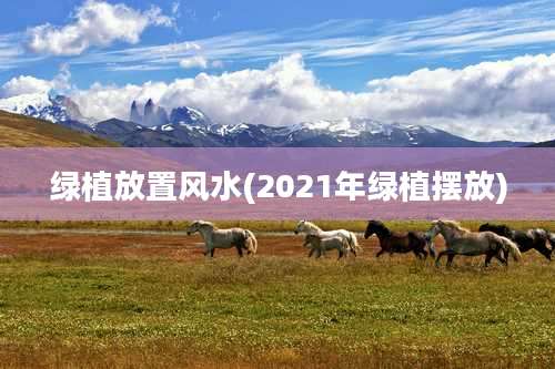 绿植放置风水(2021年绿植摆放)