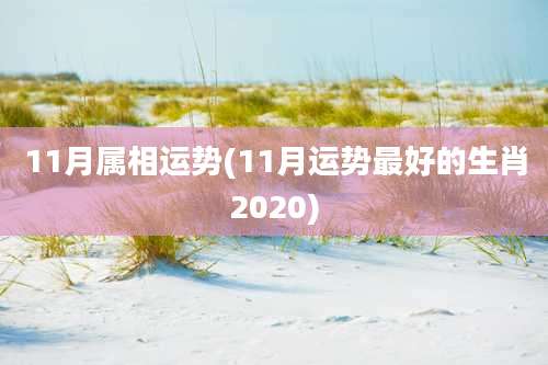 11月属相运势(11月运势最好的生肖2020)