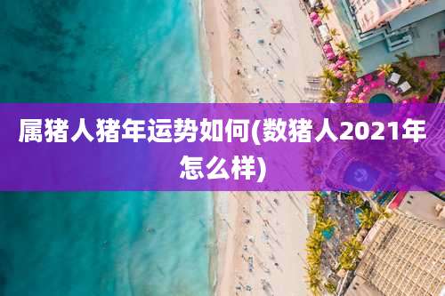 属猪人猪年运势如何(数猪人2021年怎么样)