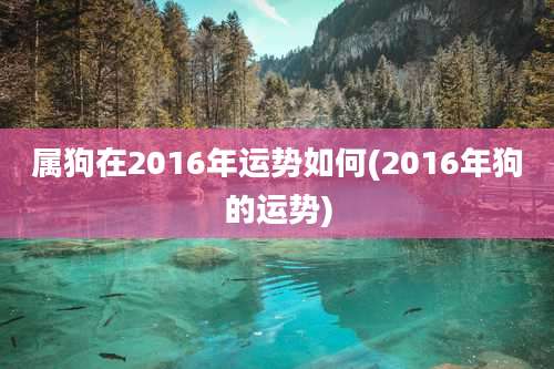属狗在2016年运势如何(2016年狗的运势)