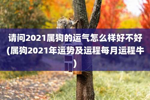 请问2021属狗的运气怎么样好不好(属狗2021年运势及运程每月运程牛)