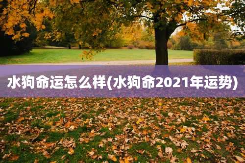 水狗命运怎么样(水狗命2021年运势)