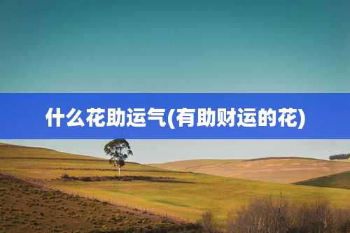 什么花助运气(有助财运的花)