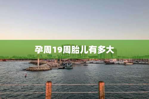 孕周19周胎儿有多大