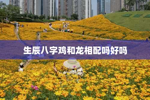 生辰八字鸡和龙相配吗好吗