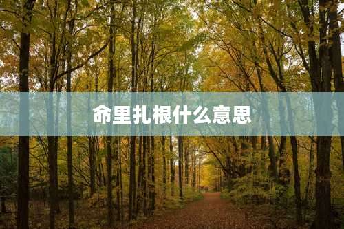 命里扎根什么意思