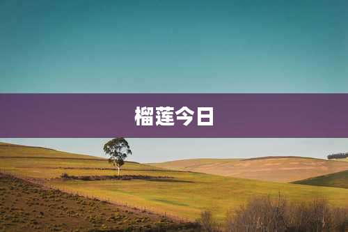 榴莲今日