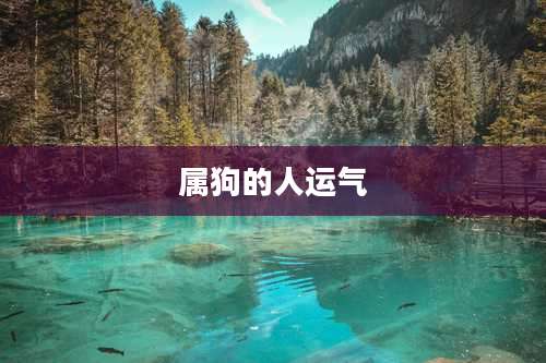 属狗的人运气