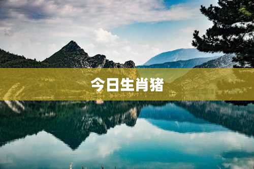 今日生肖猪