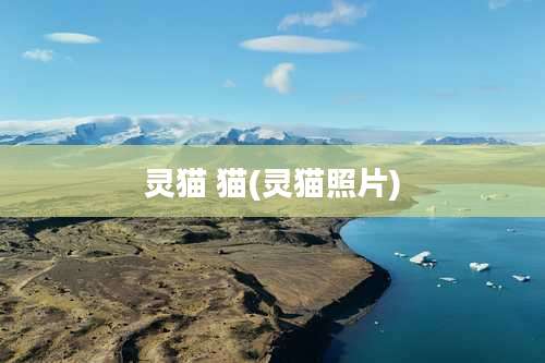 灵猫 猫(灵猫照片)