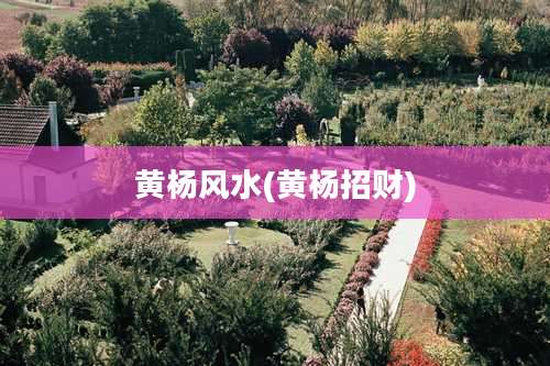 黄杨风水(黄杨招财)