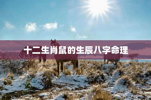 十二生肖鼠的生辰八字命理