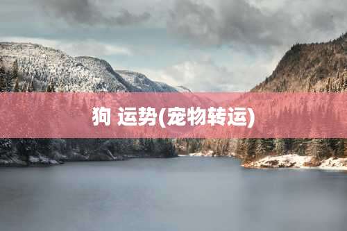 狗 运势(宠物转运)