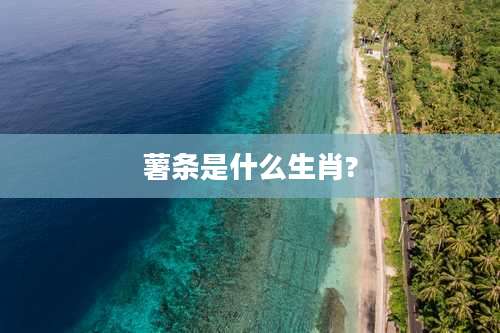 薯条是什么生肖?