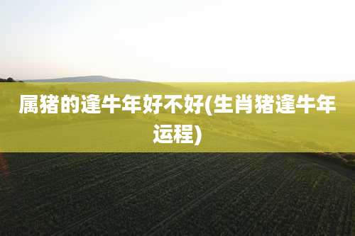 属猪的逢牛年好不好(生肖猪逢牛年运程)